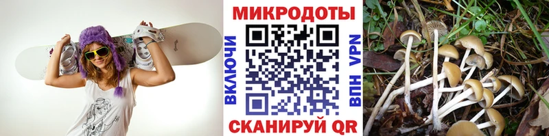 Псилоцибиновые грибы Psilocybe  хочу   Ртищево 